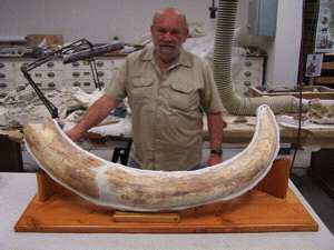 Utah Mammoth Tusk